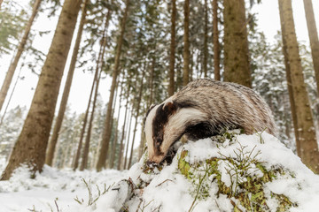 European badger (Meles meles) looking in the snow for what he would eat, with a wide lens © michal