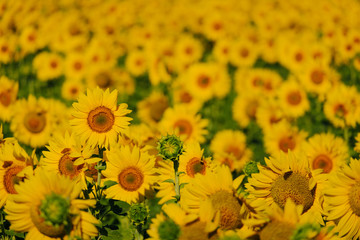 close up sunflowers on a sunflower field in a countryside, blurred background