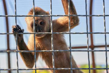 The monkey is holding onto the metal bars and looking at the camera. - 373639599