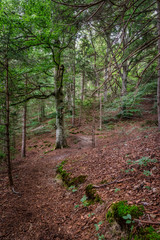 Fototapeta na wymiar Wanderweg im Naturwald