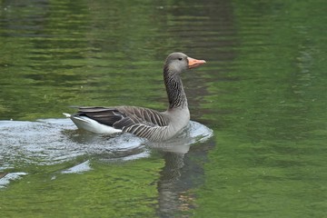 Fototapeta premium wildgans, schwan, wasservogel, vogel, vögel, kanadagans, nilgans, schwimmen, fliegen, flügel, fluss, wasser, frei, natur, natürlich, umwelt, 
