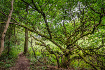 Knorriger Baum im Morgenlicht