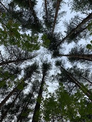 tops of the pine trees background, looking up