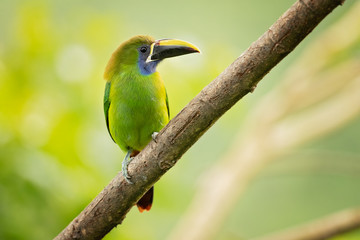 Emerald toucanet or northern emerald toucanet (Aulacorhynchus prasinus) is a species of near-passerine bird in the family Ramphastidae occurring in mountainous regions of Mexico and Central America