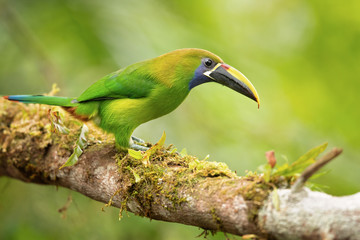 Emerald toucanet or northern emerald toucanet (Aulacorhynchus prasinus) is a species of near-passerine bird in the family Ramphastidae occurring in mountainous regions of Mexico and Central America