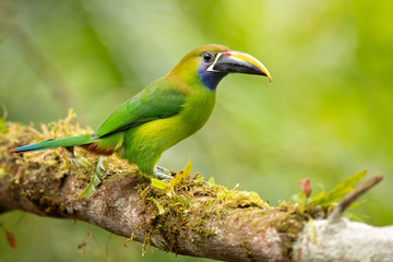 Obraz premium Emerald toucanet or northern emerald toucanet (Aulacorhynchus prasinus) is a species of near-passerine bird in the family Ramphastidae occurring in mountainous regions of Mexico and Central America