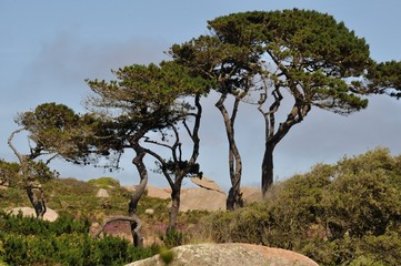 Fototapeta premium Pine in Brittany