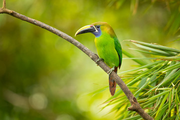 Emerald toucanet or northern emerald toucanet (Aulacorhynchus prasinus) is a species of near-passerine bird in the family Ramphastidae occurring in mountainous regions of Mexico and Central America