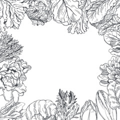 Hand drawn different kinds of lettuce. Vector background.