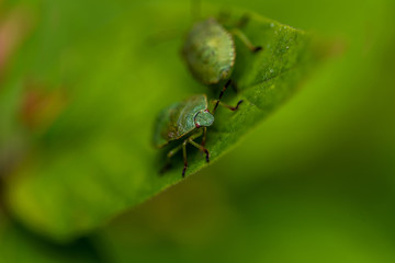 Close-up of a fragment of a green grass mite on a blurred background. Selective focus