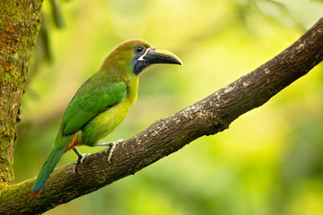 Emerald toucanet or northern emerald toucanet (Aulacorhynchus prasinus) is a species of near-passerine bird in the family Ramphastidae occurring in mountainous regions of Mexico and Central America