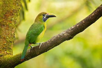 Emerald toucanet or northern emerald toucanet (Aulacorhynchus prasinus) is a species of near-passerine bird in the family Ramphastidae occurring in mountainous regions of Mexico and Central America