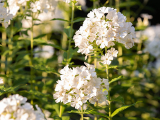 Abendstimmung im Garten