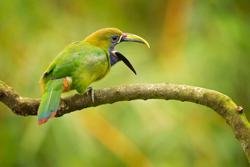 Emerald toucanet or northern emerald toucanet (Aulacorhynchus prasinus) is a species of near-passerine bird in the family Ramphastidae occurring in mountainous regions of Mexico and Central America