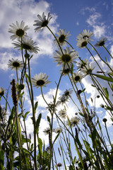 Blooming wild daisies directed in the blue summer sky. Hot summer in the foothills of the Western Urals.