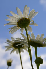 Blooming wild daisies directed in the blue summer sky. Hot summer in the foothills of the Western Urals.
