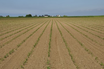 Fototapeta na wymiar Corn field in Spring in Brittany