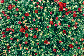 Fototapeta premium Chrysanthemum, autumn daisy. Autumn flowers.