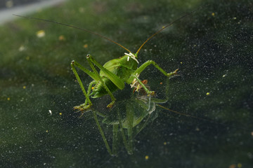 Green filly on the windshield of a car, after driving across the field. Hot summer in the foothills of the Western Urals.