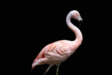 American flamingo (Phoenicopterus ruber), isolated on black background. Large species of flamingo also known as the Caribbean flamingo