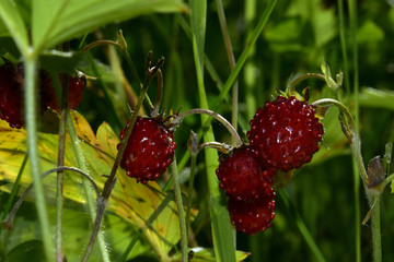 Ripe red berries of wild strawberry in dense grass on a forest lawn. Hot summer in the foothills of the Western Urals.