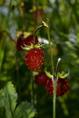 Ripe red berries of wild strawberry in dense grass on a forest lawn. Hot summer in the foothills of the Western Urals.