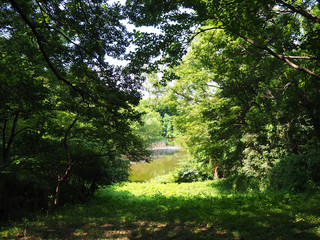 木々の間から見える景色