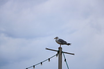 Obraz premium Lonely seagull looking in harbor of Rostock-Warnemünde