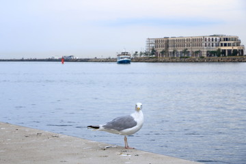 Lonely seagull looking in harbor of Rostock-Warnemünde