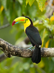 Keel-billed toucan (Ramphastos sulfuratus), also known as sulfur-breasted toucan or rainbow-billed toucan, is a colorful Latin American member of the toucan family.