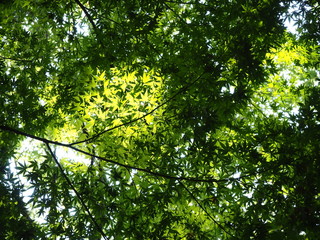 Fototapeta na wymiar 陽の光が透けた楓の葉