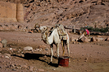 camels in petra