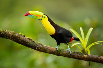 Keel-billed toucan (Ramphastos sulfuratus), also known as sulfur-breasted toucan or rainbow-billed toucan, is a colorful Latin American member of the toucan family.
