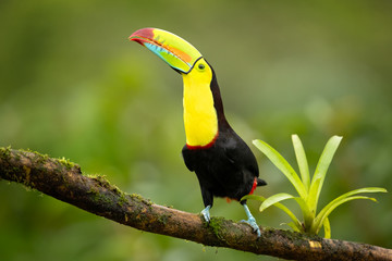 Keel-billed toucan (Ramphastos sulfuratus), also known as sulfur-breasted toucan or rainbow-billed toucan, is a colorful Latin American member of the toucan family.