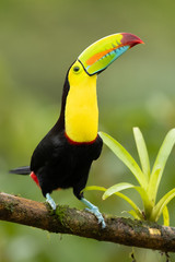 Le toucan à carène (Ramphastos sulfuratus), également connu sous le nom de toucan à poitrine sulfureuse ou toucan à bec arc-en-ciel, est un membre coloré d& 39 Amérique latine de la famille des toucans.