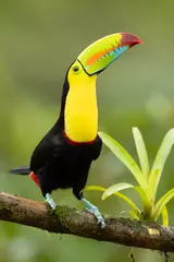 Cercles muraux Toucan Le toucan à carène (Ramphastos sulfuratus), également connu sous le nom de toucan à poitrine sulfureuse ou toucan à bec arc-en-ciel, est un membre coloré d& 39 Amérique latine de la famille des toucans.