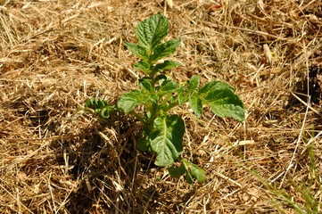 Potatoes growing on grass
