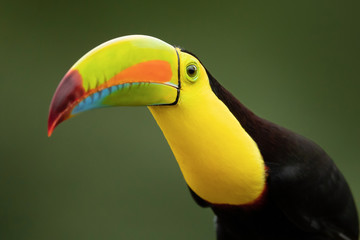 Keel-billed toucan (Ramphastos sulfuratus), also known as sulfur-breasted toucan or rainbow-billed toucan, is a colorful Latin American member of the toucan family.