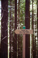 Vertical shot of a wooden sign in spanish guiding visitors to the Sequoia forest of Cabezon de la Sal in Cantabria, Spain. 