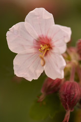 Naklejka na ściany i meble Close up white pink flower geranium