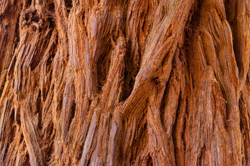 Sequoia crust texture background. Redwood wallpapers and design elements.