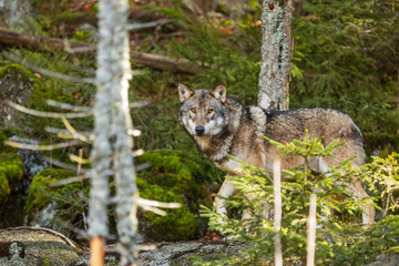gray wolf (Canis lupus) goes through the beautiful wilderness