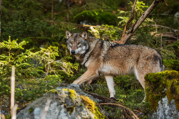 gray wolf (Canis lupus) he can be seen for a while before hiding