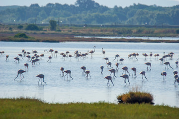 Italy Tuscany maremma Castiglione della Pescaia, natural reserve of Diaccia Botrona, colony of flamingos
