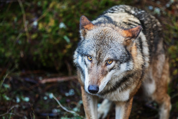 Obraz premium gray wolf (Canis lupus) is very close up