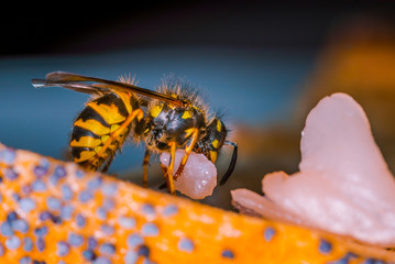 Eine Wespe nagt ein einem stück Speck