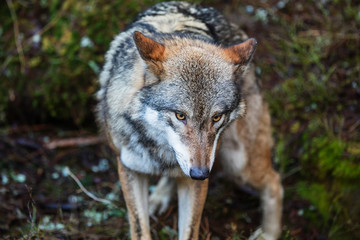 Naklejka na ściany i meble gray wolf (Canis lupus) is very close up