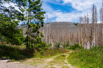 dead forest in beacause of bark beetle germany and hikin trail