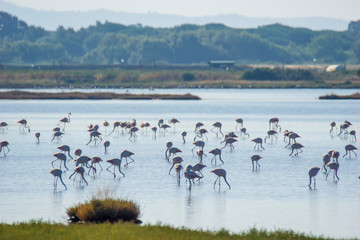 Italy Tuscany maremma Castiglione della Pescaia, natural reserve of Diaccia Botrona, colony of flamingos