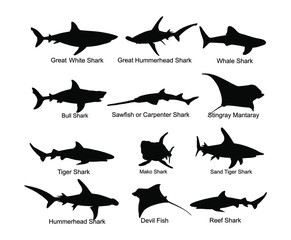 Collection of shark set silhouette isolated on white. Great white, bull shark, devil ray, hammerhead, stingray, manta ray, reef shark symbol, whale shark, saw fish. Predator fish in sea, ocean. - obrazy, fototapety, plakaty